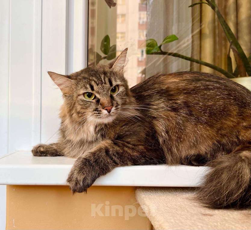 Кошки в Москве: Пушистая кошечка сибирской наружности Джуди в добрые руки Девочка, Бесплатно - фото 6