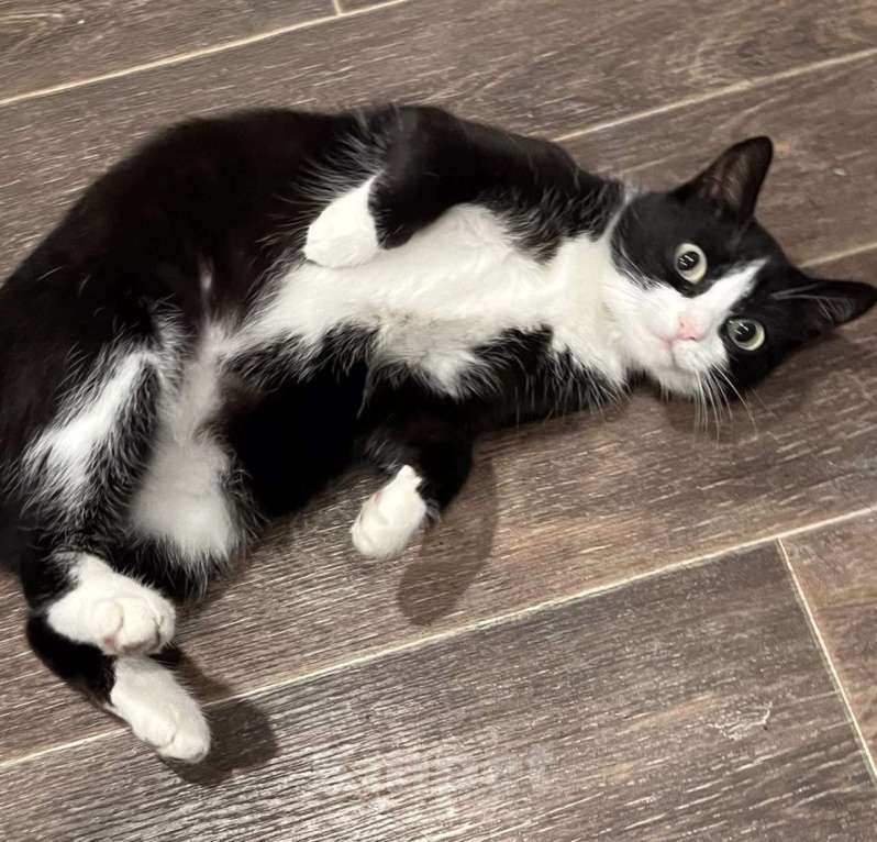 Кошки в Барнауле: Пропала кошка  Девочка, Бесплатно - фото 2