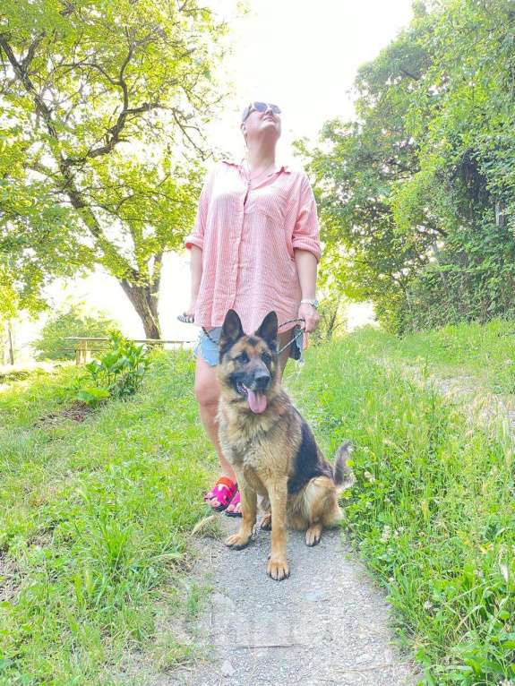 Собаки в других городах Краснодарского края: Ральф немец в дар чипирован кастрирован возможна доставка Мальчик, Бесплатно - фото 7