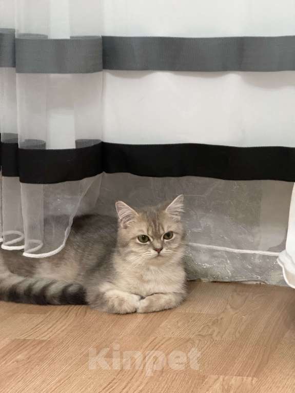 Кошки в Люберцах: Шотландские котята Девочка, 8 000 руб. - фото 2