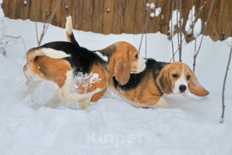 Собаки в Москве: Девочка бигля ркф Девочка, 80 000 руб. - фото 2