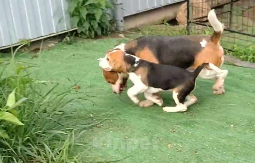 Собаки в Москве: Шикарный мальчик бигля Мальчик, 80 000 руб. - фото 2