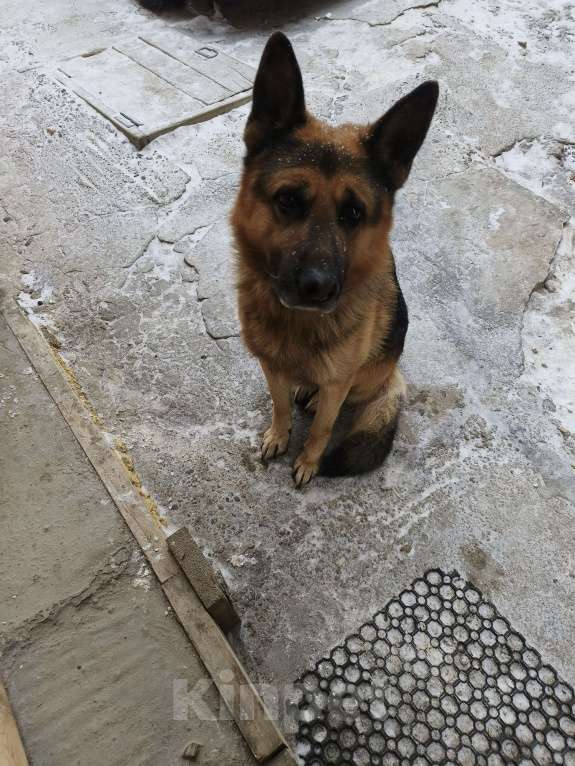 Собаки в Улане-Удэ: В хорошие руки Мальчик, Бесплатно - фото 1