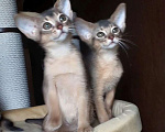 Кошки в Москве: Абиссинские котята  Мальчик, 70 000 руб. - фото 5