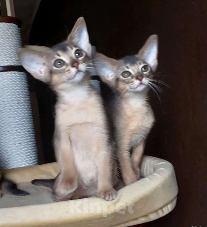 Кошки в Москве: Абиссинские котята  Мальчик, 70 000 руб. - фото 5