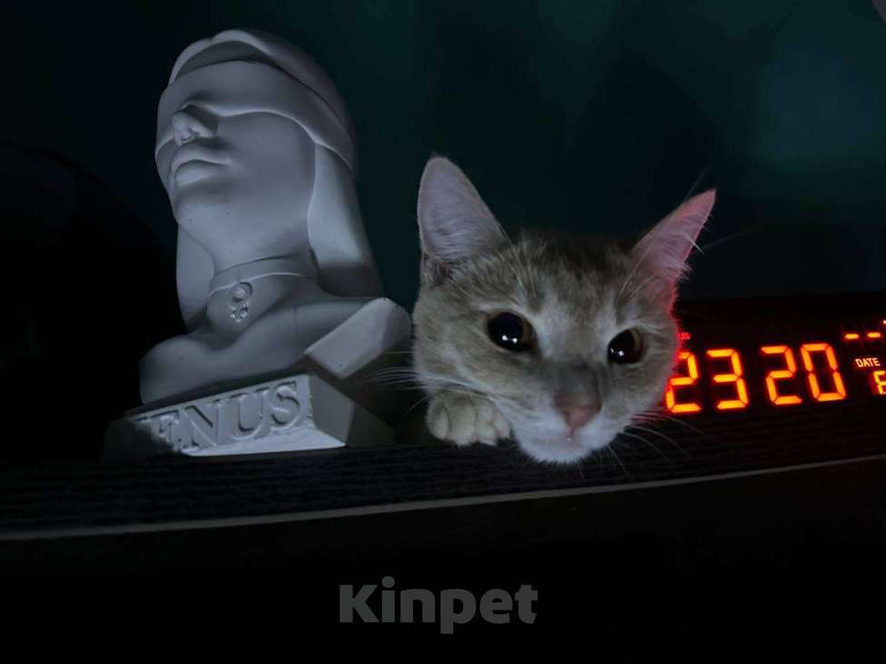 Кошки в Серпухове: Кошечку в добрые руки  Девочка, Бесплатно - фото 1