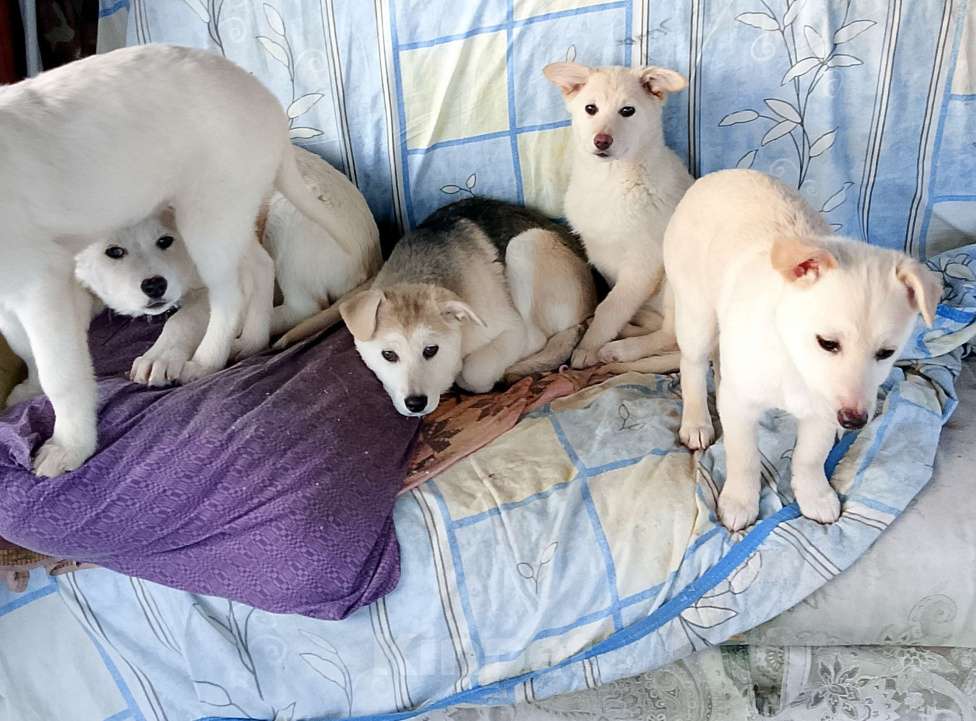 Собаки в других городах Рязанской области: Щенки в добрые руки. Разнополые, Бесплатно - фото 4