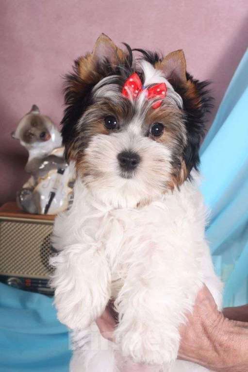 Собаки в Москве: Мальчик Бивер Мальчик, 45 000 руб. - фото 4