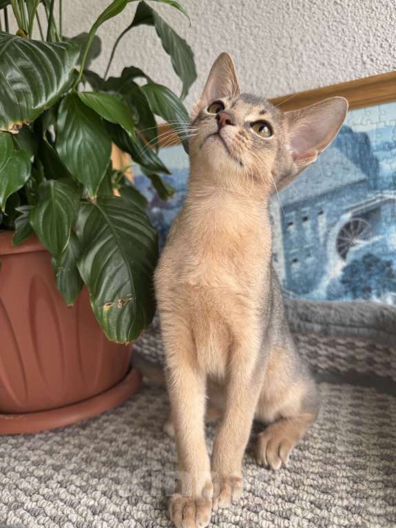 Кошки в Санкт-Петербурге: Абиссинский котенок, голубого окраса с документами Мальчик, 30 000 руб. - фото 4