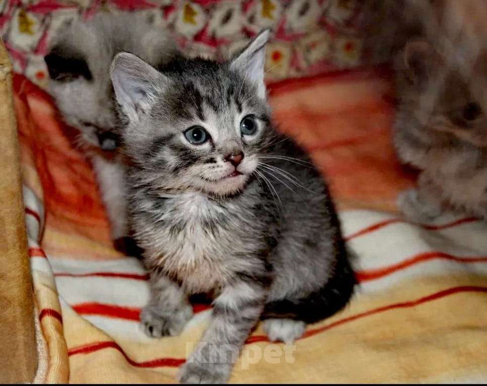 Кошки в Электрогорске: котята в добрые руки Девочка, Бесплатно - фото 1
