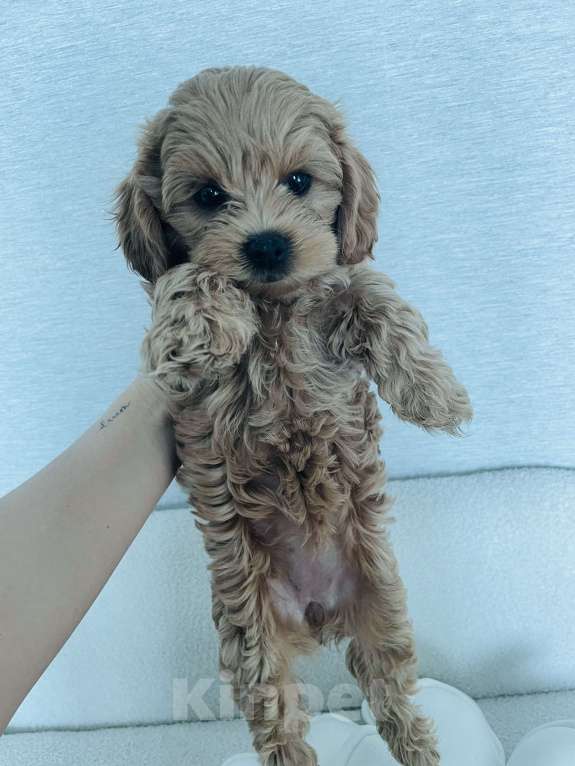 Собаки в Новокузнецке: Продам щенков мальтипу Разнополые, 90 000 руб. - фото 7