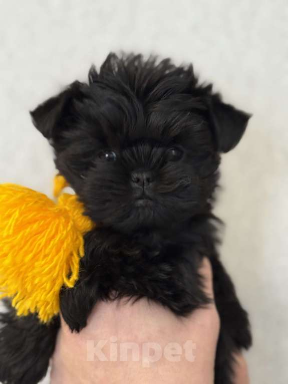 Собаки в Санкт-Петербурге: АФФЕНПИНЧЕР девочка  Девочка, 250 000 руб. - фото 4