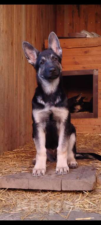 Собаки в других городах Краснодарского края: Щенки Восточноевропейской овчаркиок Разнополые, Бесплатно - фото 3
