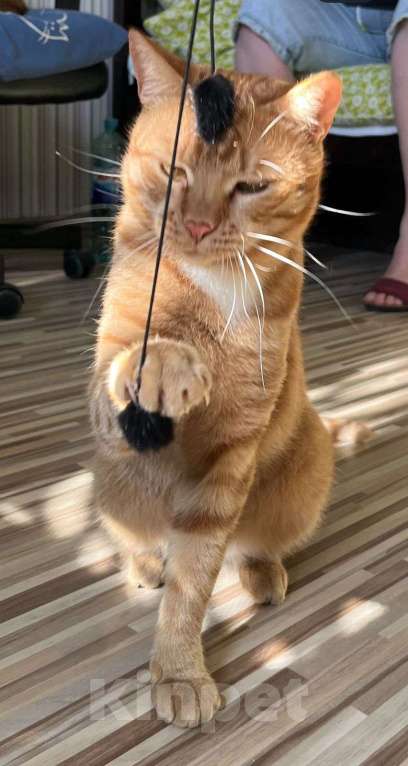 Кошки в Москве: Ищем дом для Солнышка Мальчик, Бесплатно - фото 4