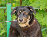 Собаки в Москве: Каштанка — уютное счастье в поисках семьи! Девочка, Бесплатно - фото 1
