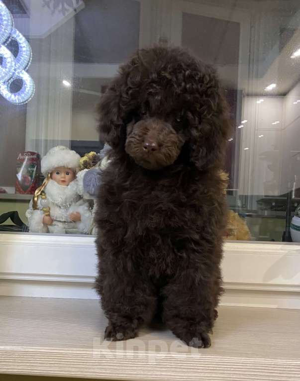 Собаки в Москве: Миниатюрная девочка пудель Девочка, Бесплатно - фото 3