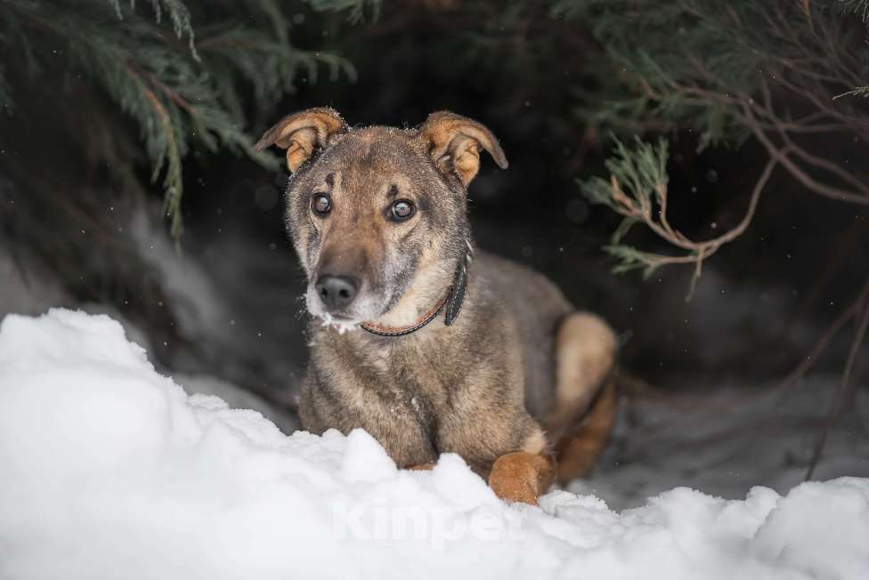 Собаки в Москве: Лори Мальчик, Бесплатно - фото 5