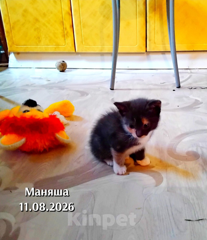 Кошки в других городах Мурманской области: Домашние котята Мальчик, 1 000 руб. - фото 4