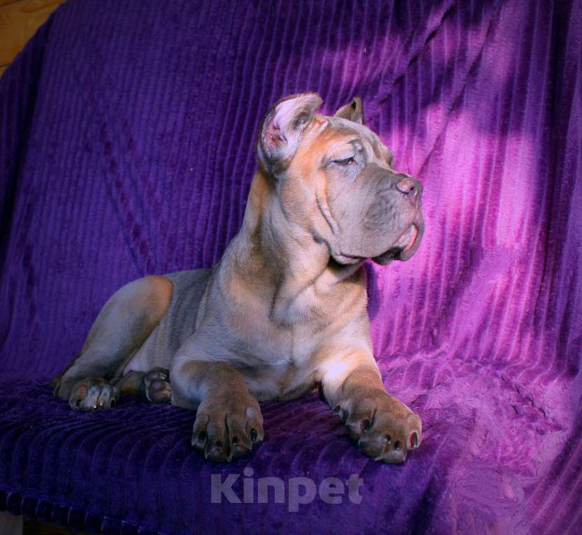 Собаки в Улане-Удэ: Кане корсо. Верные друзья. Мальчик, 80 000 руб. - фото 3