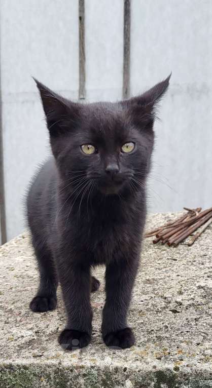 Кошки в Воронеже: Котёнок Кузя в добрые руки Мальчик, Бесплатно - фото 1