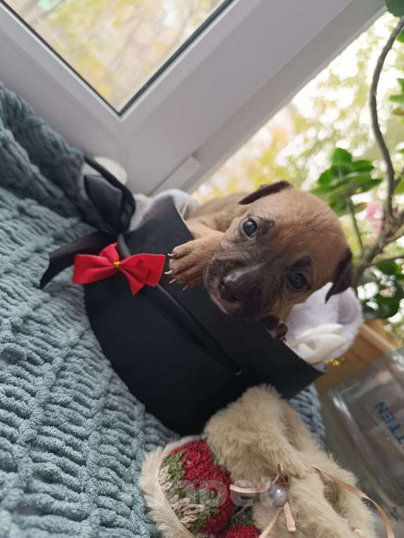 Собаки в Воронеже: Готова к брони девочка  Девочка, 10 000 руб. - фото 3