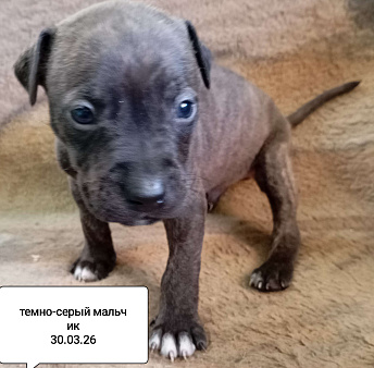 Америкакнский питбультерьер . Мальчик.