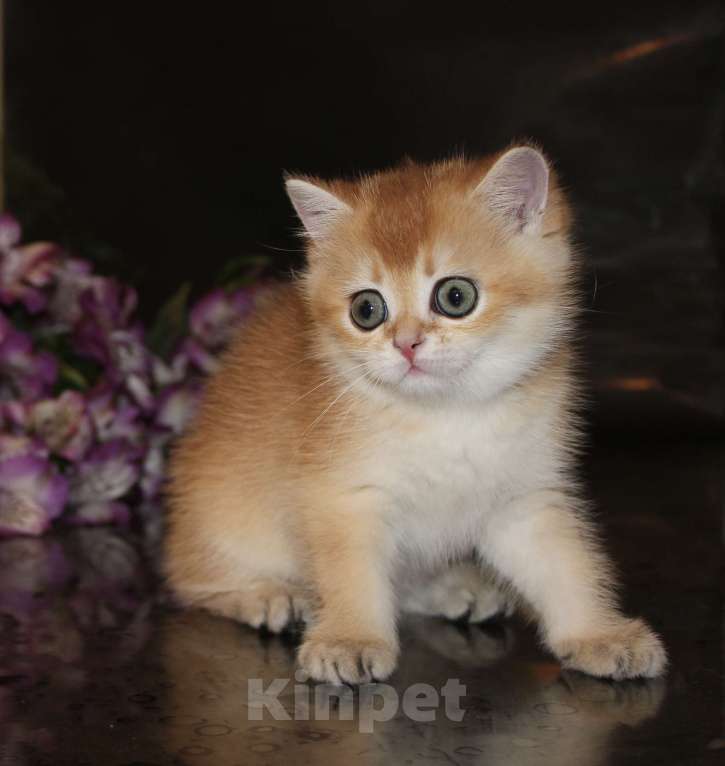 Кошки в Сочи: Шотландская прямоухая Девочка, 40 000 руб. - фото 1