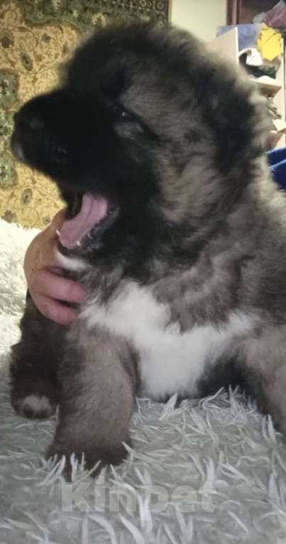 Собаки в Кировграде: Кобель 17000 Мальчик, 17 000 руб. - фото 1