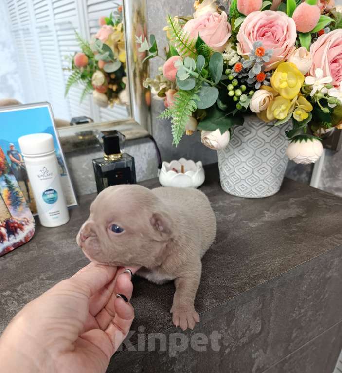 Собаки в Краснодаре: Мальчики американского булли  Мальчик, 100 000 руб. - фото 6