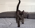 Кошки в Химках: Котёнок Уголёк Мальчик, 1 руб. - фото 2