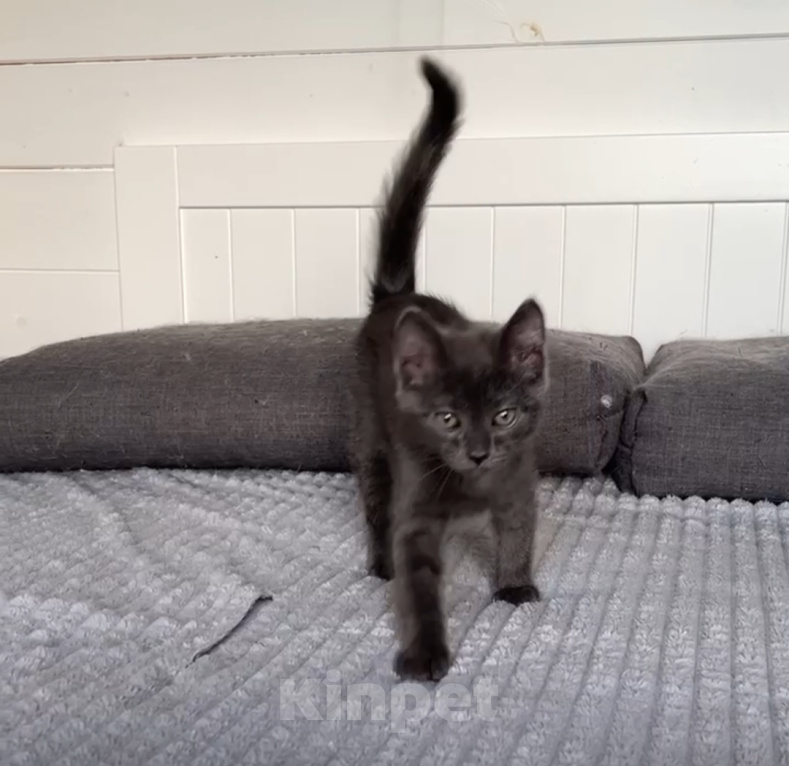 Кошки в Химках: Котёнок Уголёк Мальчик, 1 руб. - фото 2