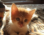 Кошки в Краснодаре: Котенок Мальчик, 100 руб. - фото 7