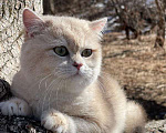 Кошки в Благовещенске: Британский котенок драгоценного окраса Мальчик, 50 000 руб. - фото 6