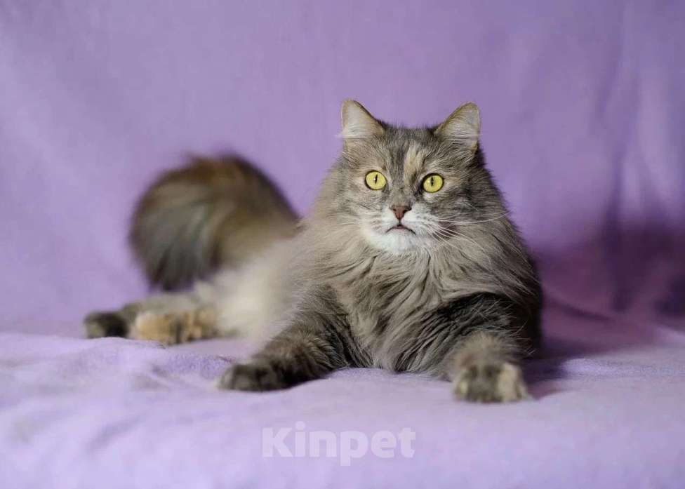 Кошки в Москве: Пушистая красавица ищет дом Девочка, Бесплатно - фото 1