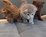 Кошки в Тюмени: Игривые котята  Мальчик, 10 000 руб. - фото 8