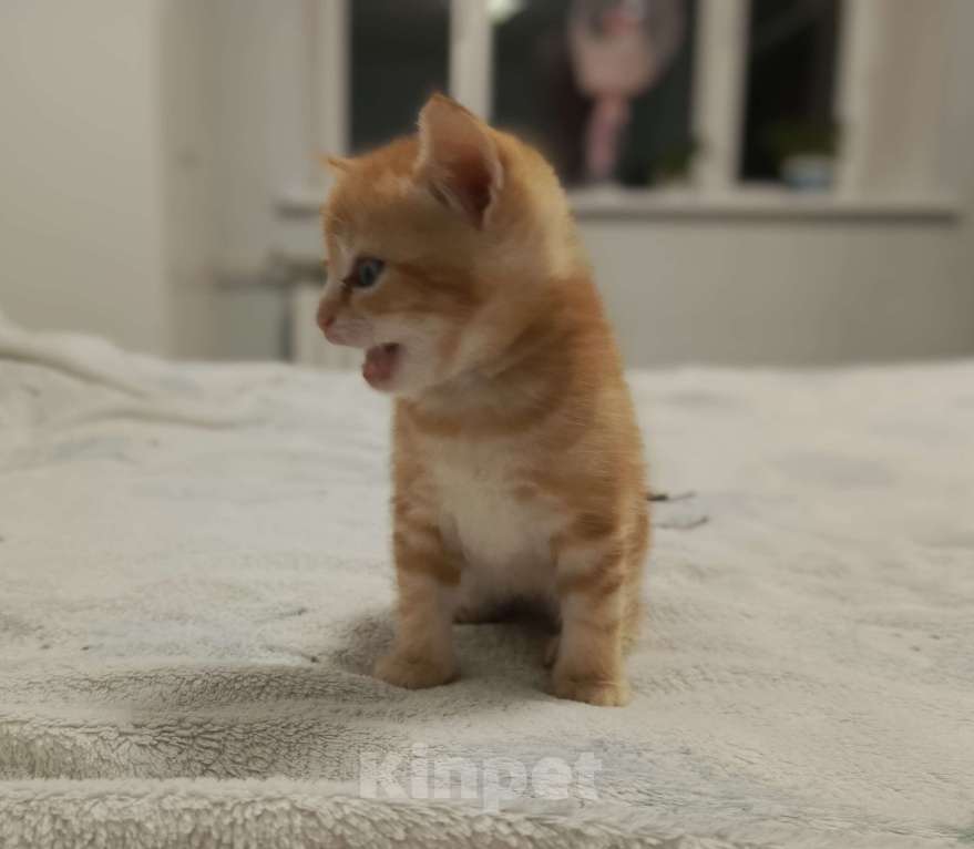 Кошки в Новосибирске: Кошечки и котики Мальчик, Бесплатно - фото 5