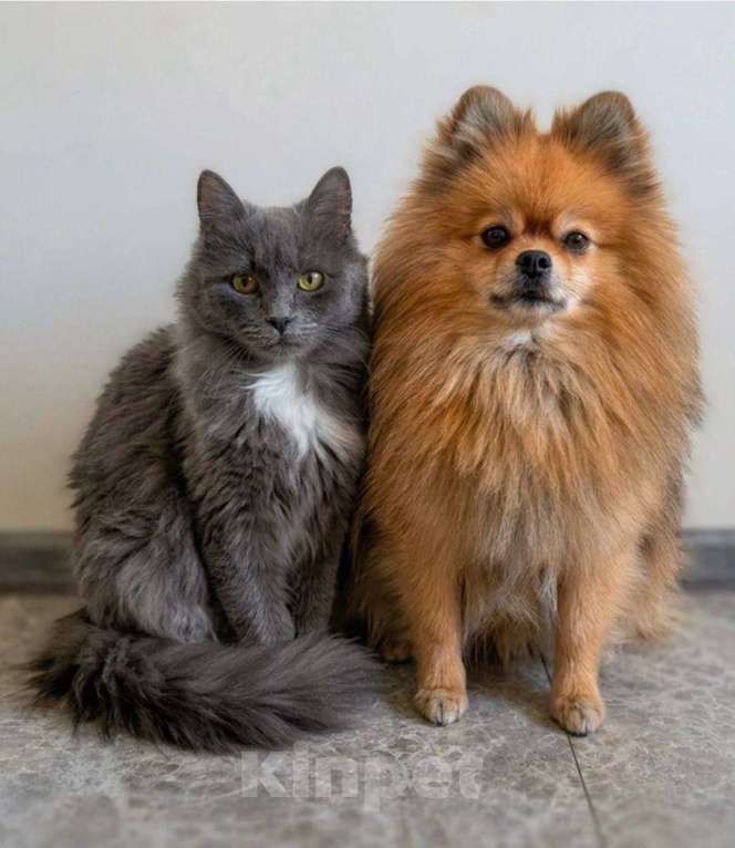 Кошки в Москве: Котенок Сапсан ищет дом Мальчик, Бесплатно - фото 2