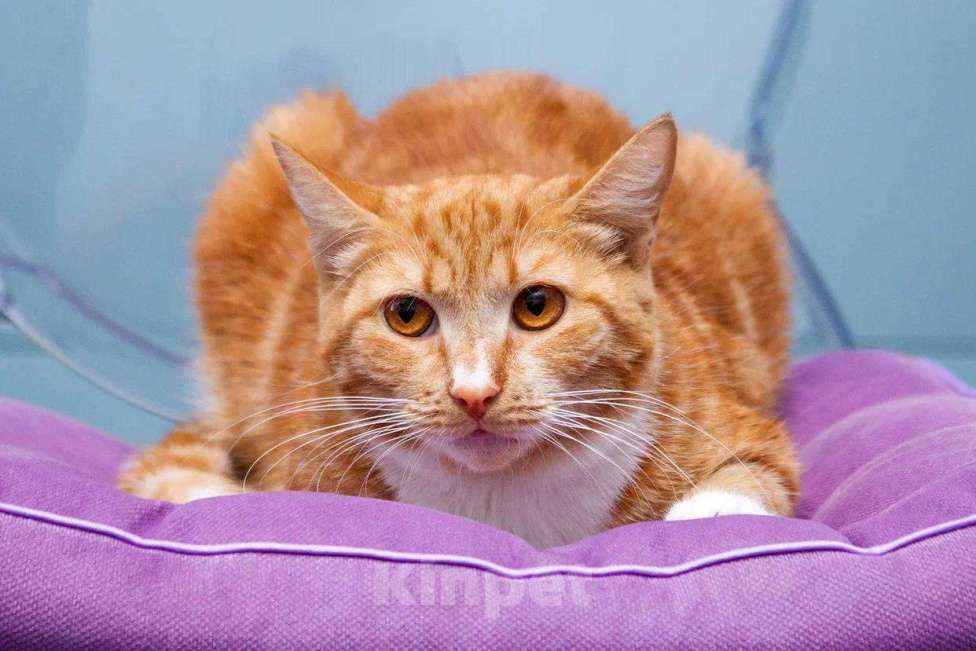 Кошки в Москве: Кошка Дуся в добрые руки Девочка, Бесплатно - фото 4