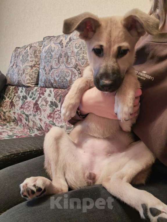 Собаки в Липецке: Люся, щенок, который очень хочет быть чьей-то Девочка, 10 руб. - фото 5