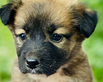 Собаки в Подольске: Щенок Адриана в дар Девочка, Бесплатно - фото 1
