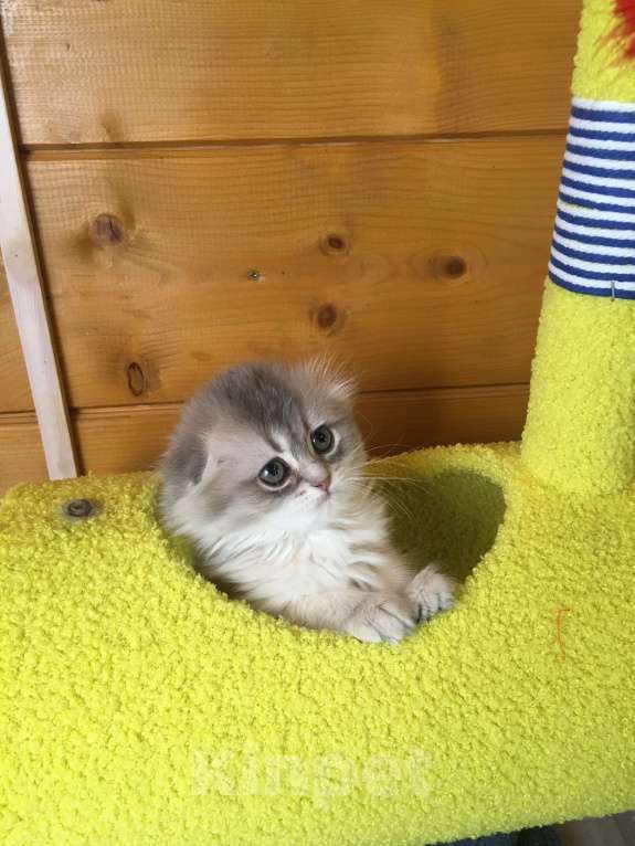 Кошки в Москве: Девочка Хайленд фолд голубое золото Девочка, 50 000 руб. - фото 4