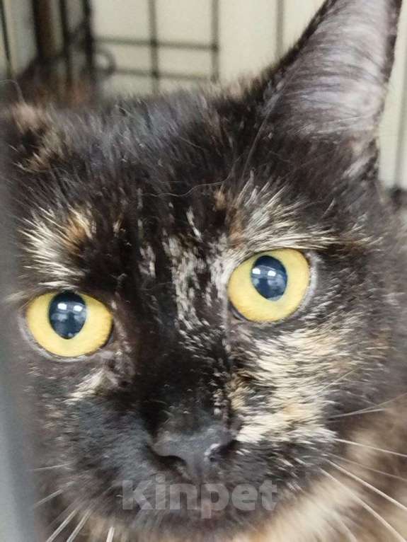 Кошки в Москве: кошка Кася ищет дом Девочка, Бесплатно - фото 3