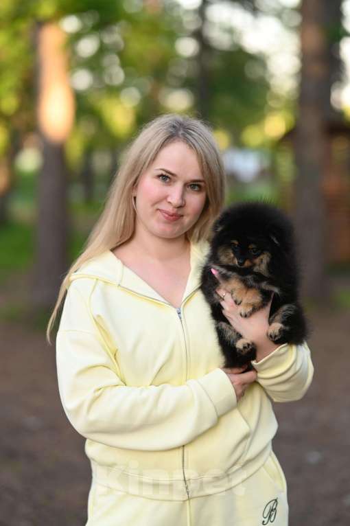 Собаки в Магнитогорске: Хаммер обольститель сердец Мальчик, 35 000 руб. - фото 2