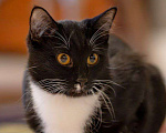 Кошки в Москве: Котик Фрасимах ищет маму и папу.  Мальчик, Бесплатно - фото 1