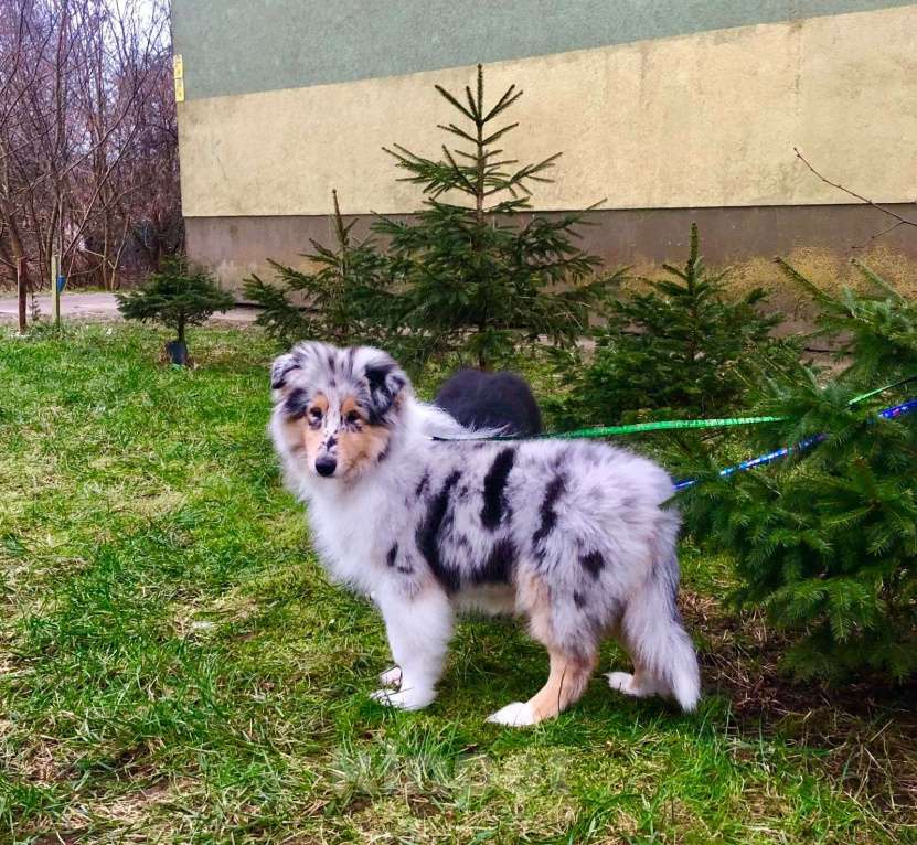 Собаки в Калининграде: Очаровательный, активный, игривый мальчик ищет заботливого владельца Мальчик, Бесплатно - фото 2