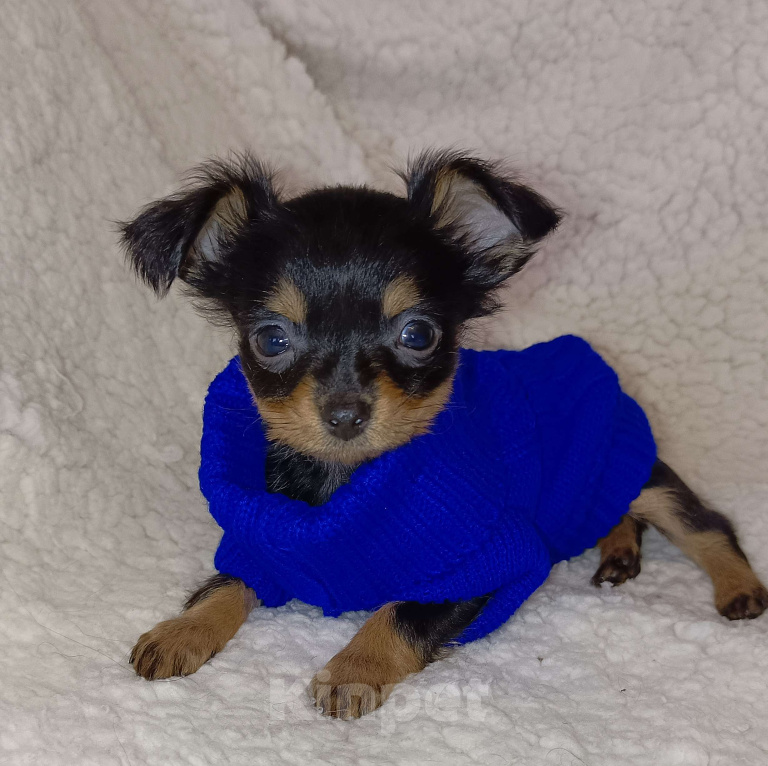 Собаки в Москве: Парис Мальчик, 45 000 руб. - фото 2