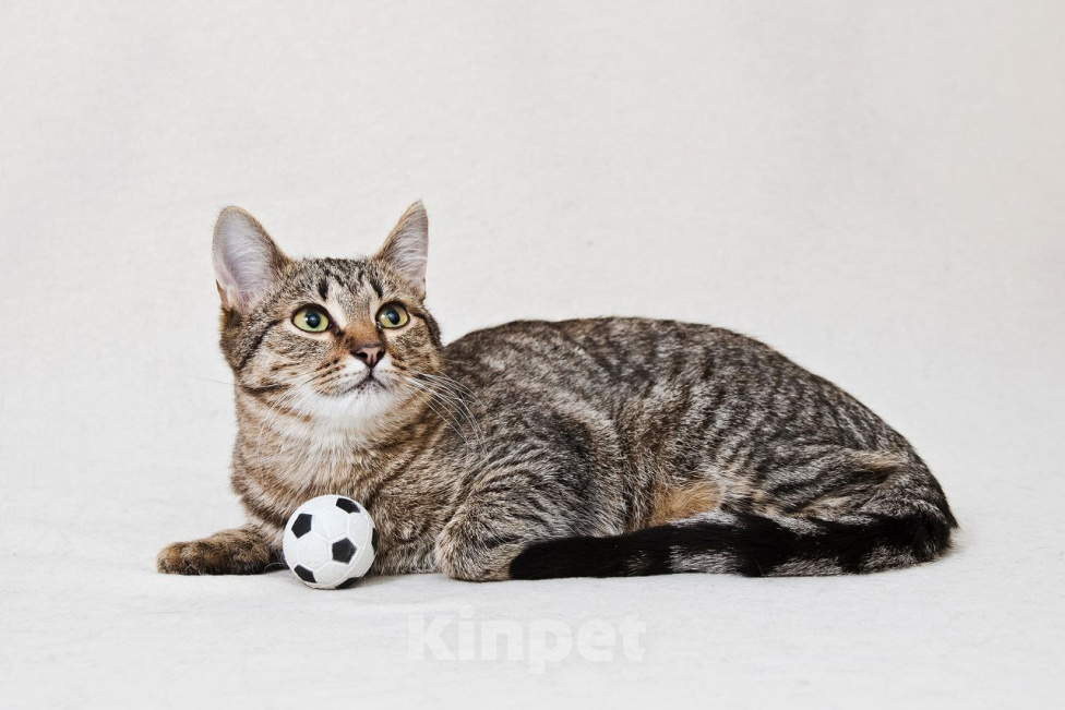 Кошки в Москве: Котенок Антоновка ищет дом Девочка, Бесплатно - фото 10