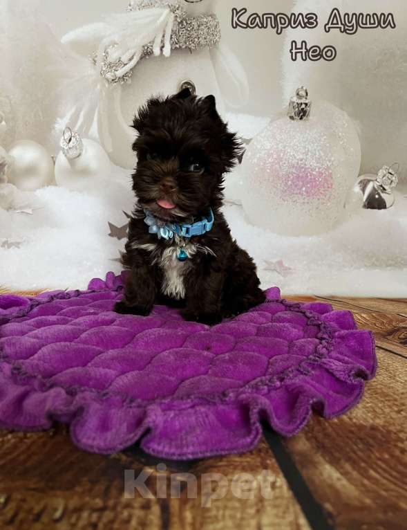 Собаки в Сосновом Бору: Мальчик шоко йорка Нео ( документы НРКА) Мальчик, 45 000 руб. - фото 2