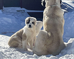 Собаки в Москве: Среднеазиатская овчарка, алабай, щенок Девочка, Бесплатно - фото 2