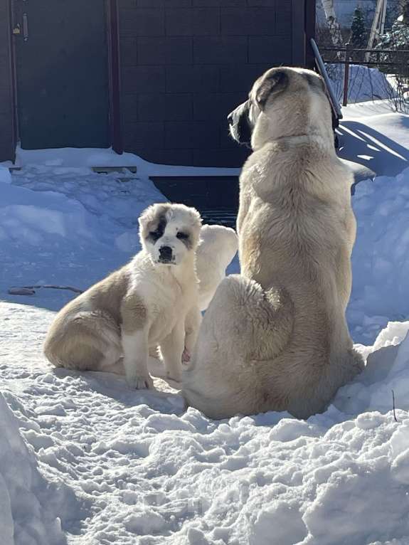 Собаки в Москве: Среднеазиатская овчарка, алабай, щенок Девочка, Бесплатно - фото 2